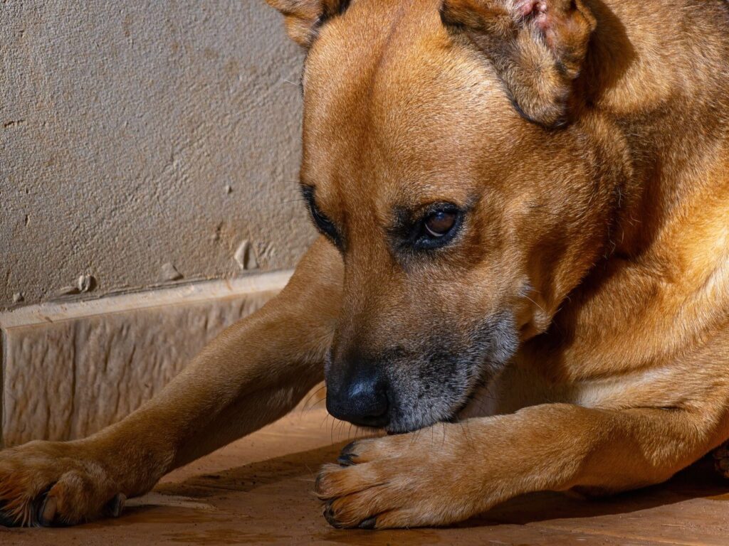 A dog sniffs for treats in a simple game on the floor at home.