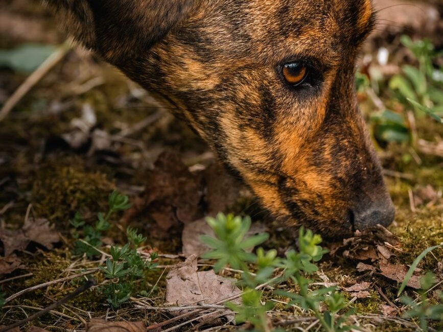 Close view of a young dog sniffing grass beside a pavement.