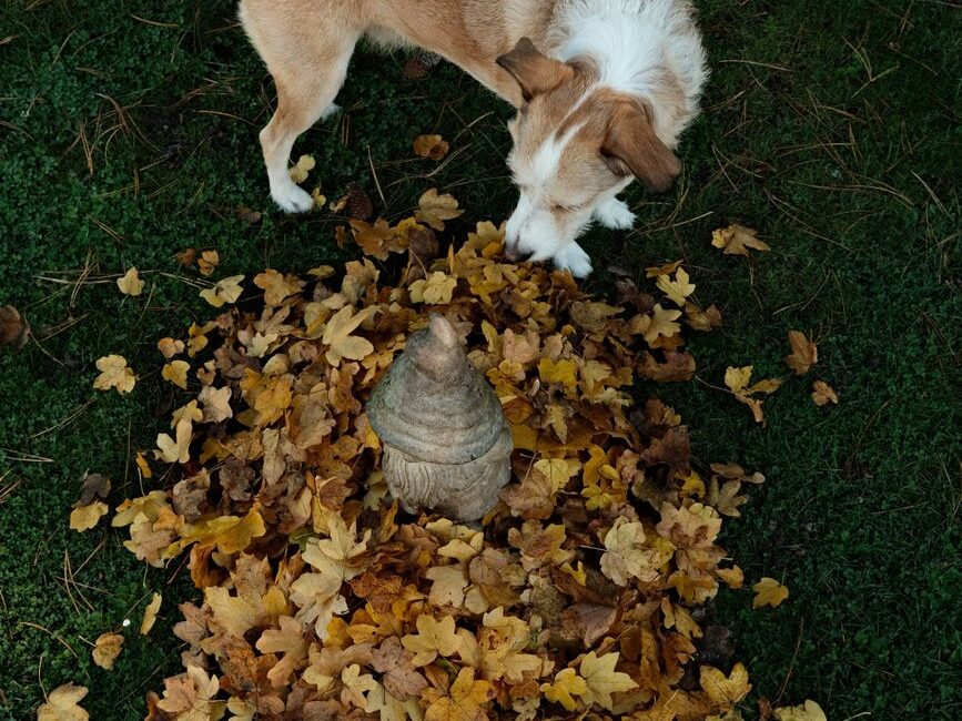 A dog lowers its nose to investigate a leaf beside the sidewalk.